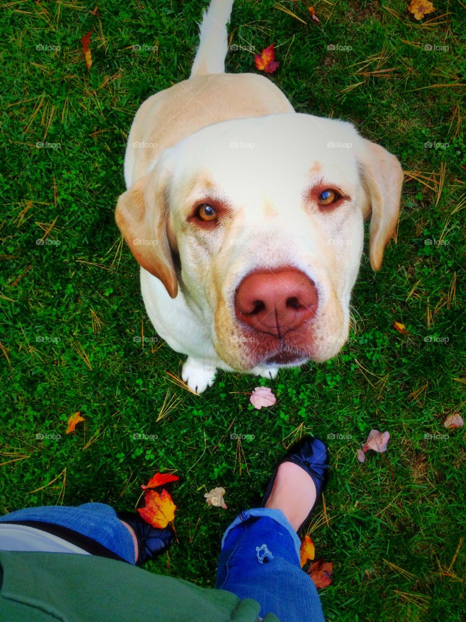 Dog looking up