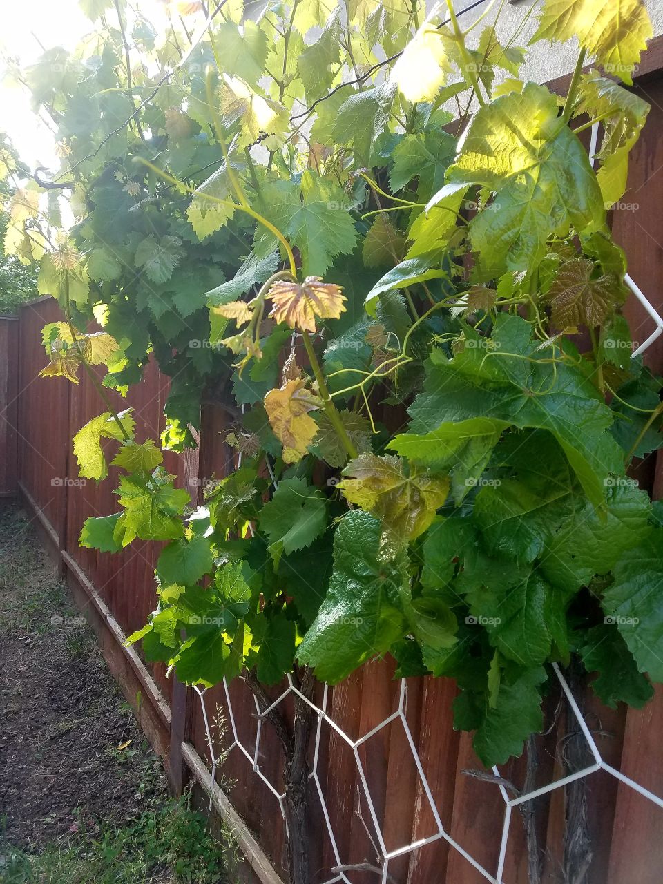 grapes growing yard