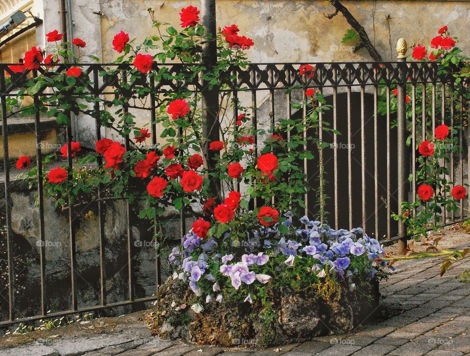 Roses and wrought iron 