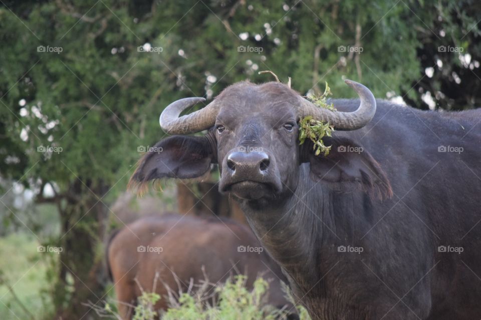 Kenya South African Buffalo Safari