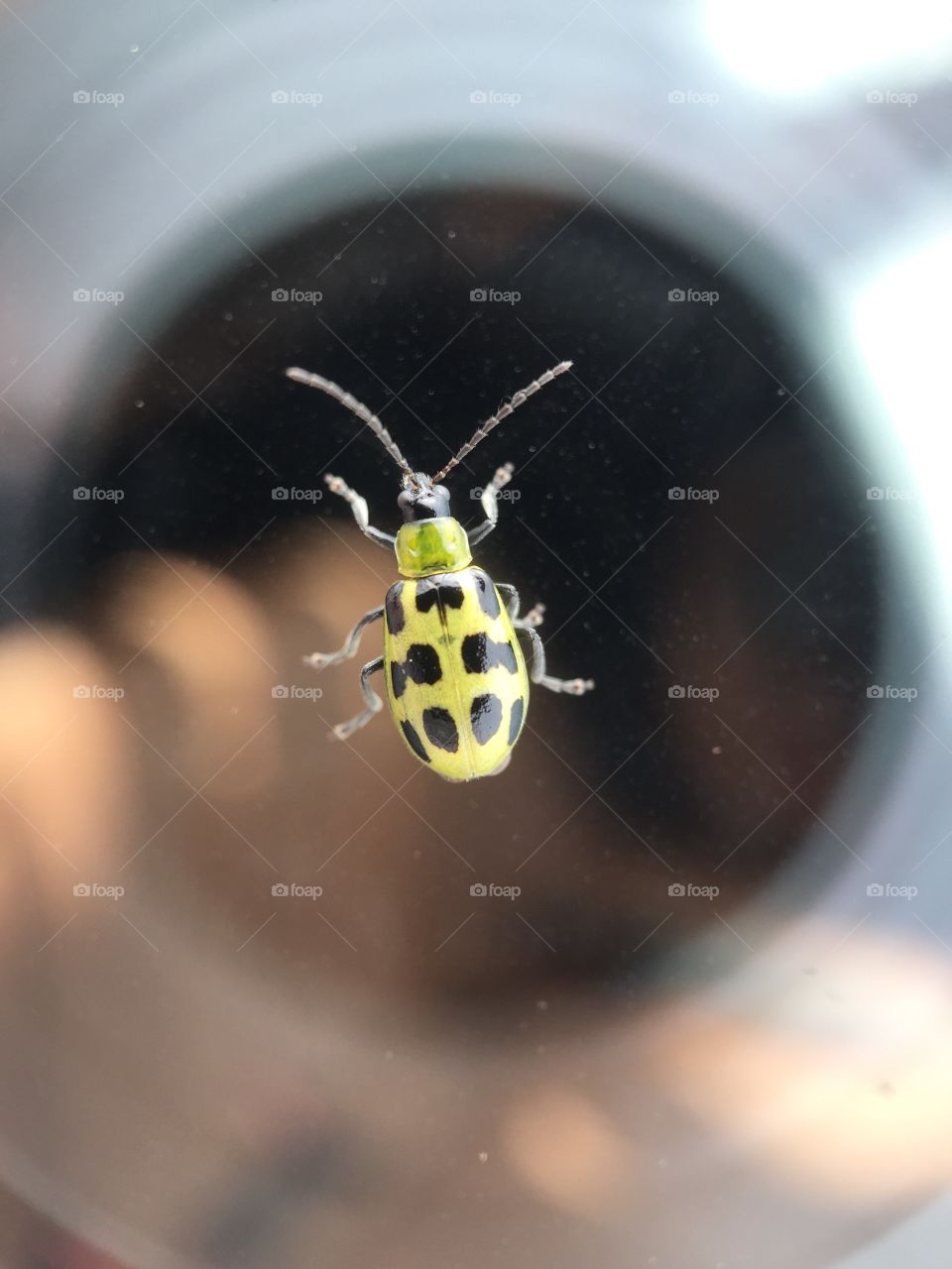 Bug. Macro 