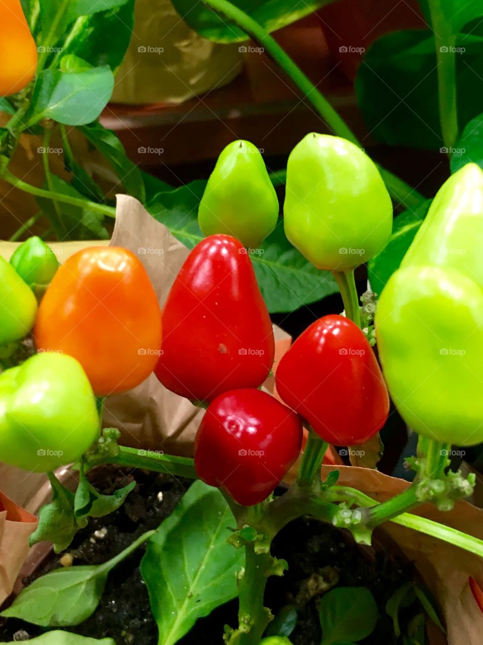 Multi colored pepper bouquet