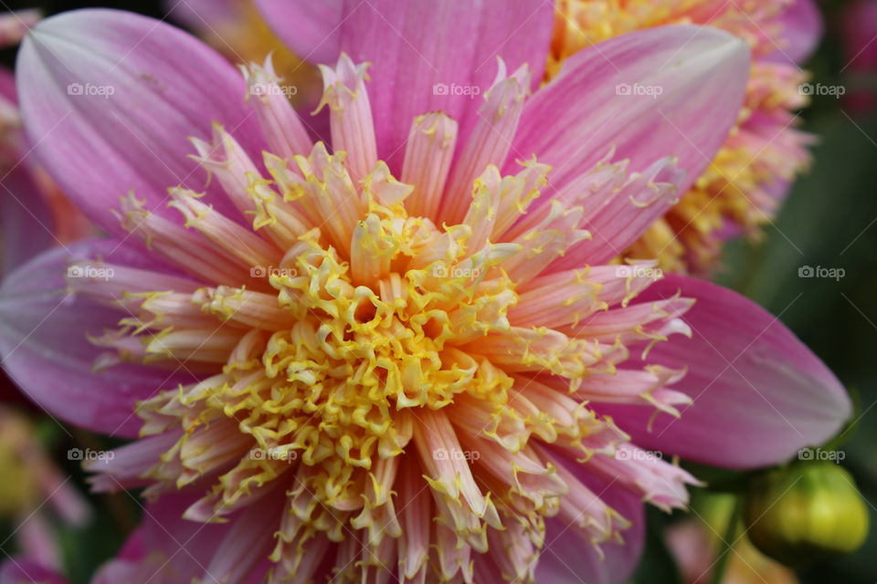 pink dahlia