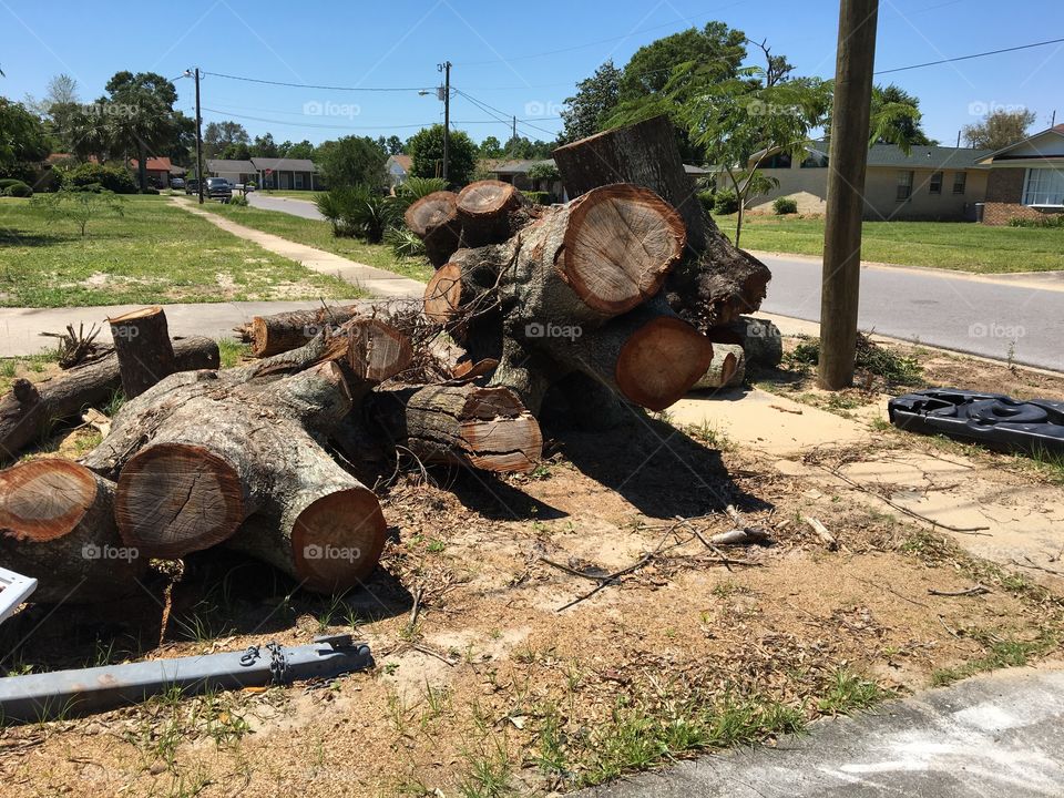 Uprooted oak tree
