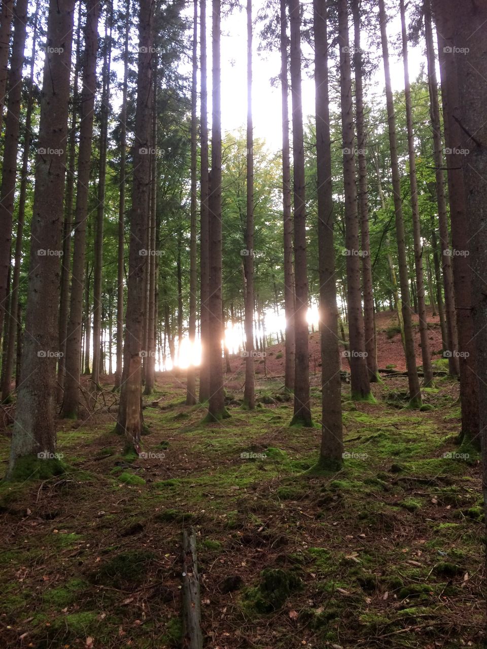 Sunshine in the forest