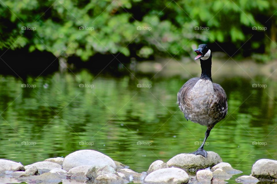 Canada Goose honking!