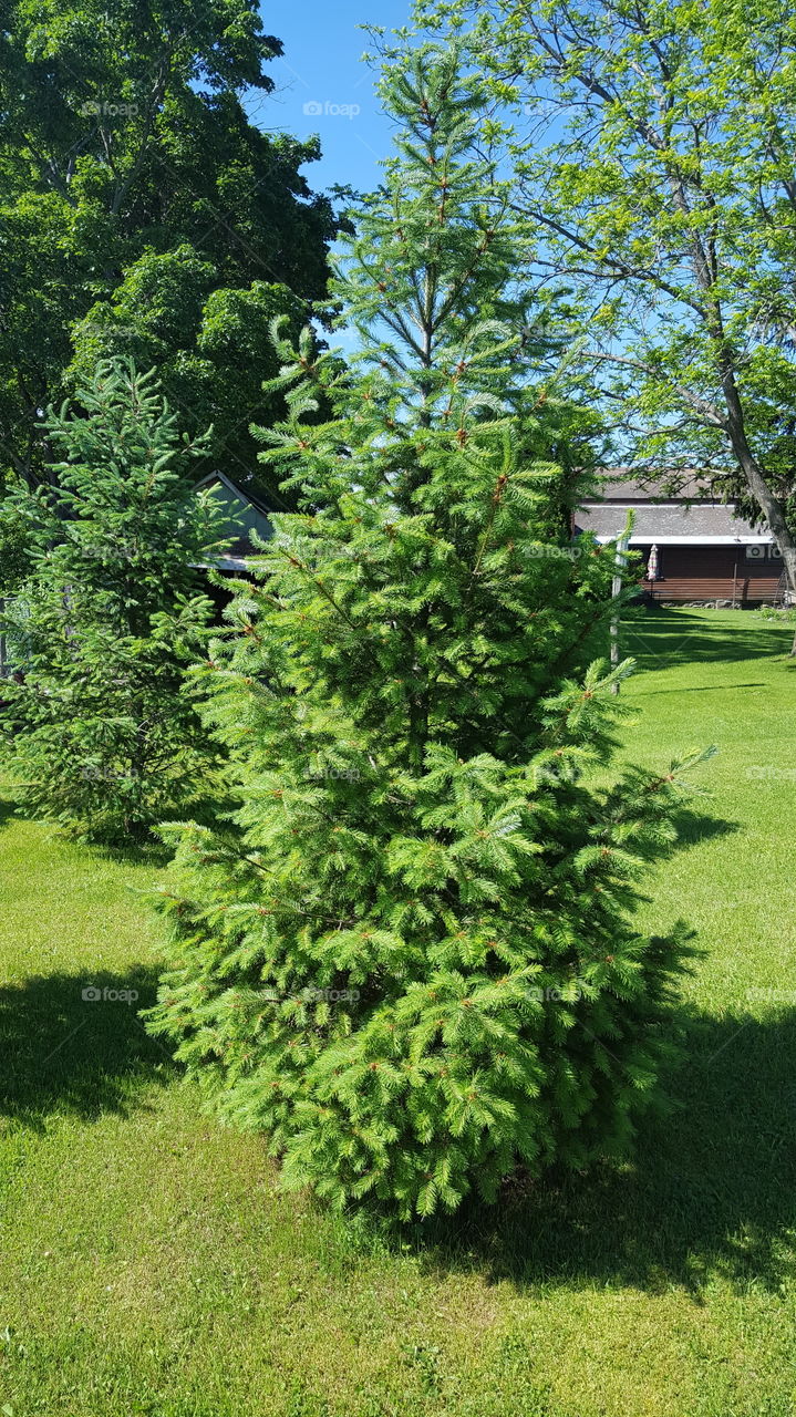 Tree, No Person, Evergreen, Nature, Wood