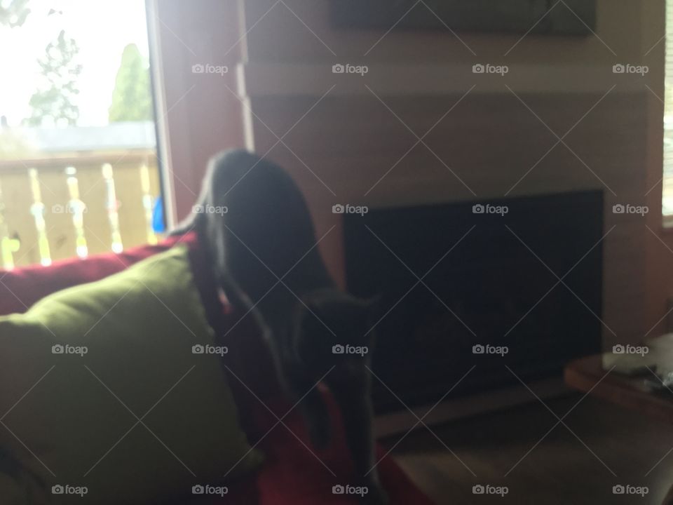 Cat roaming on the Couch 