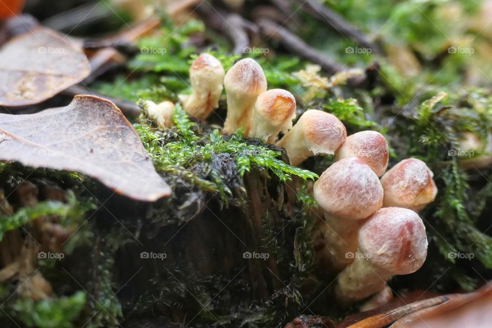 Colony of very small mushrooms on a trunk - 3