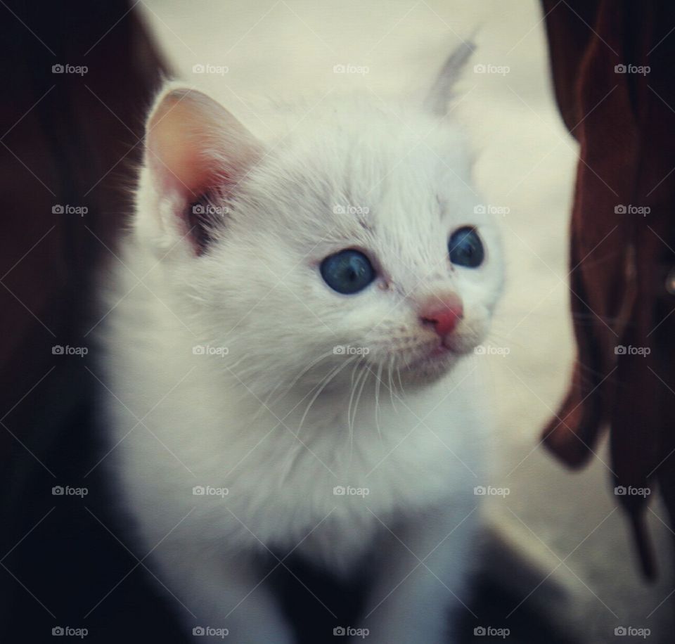 A lovely kitten