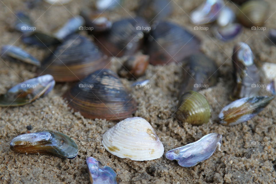 Clam shells