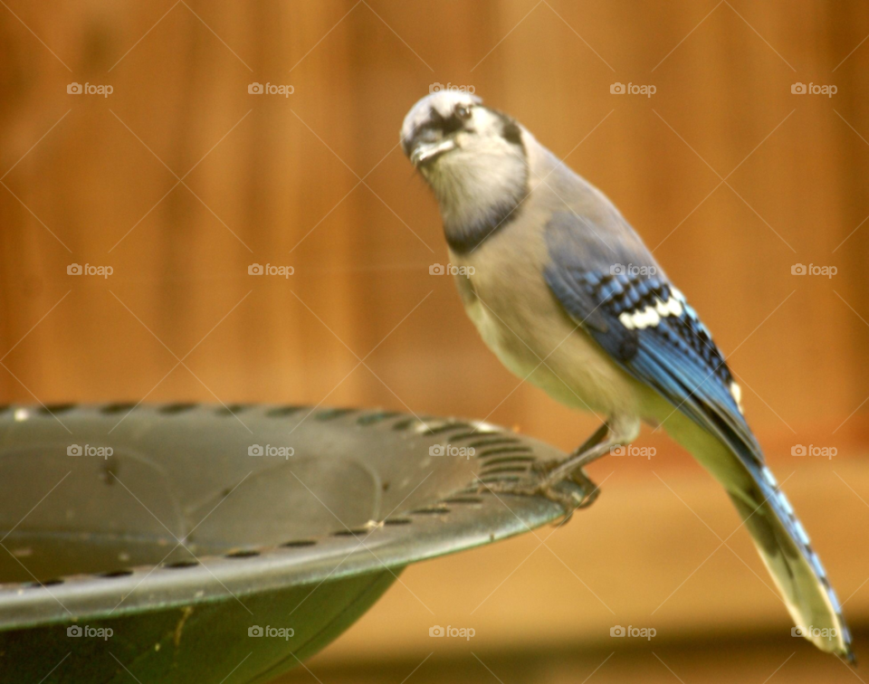 bluejay bird bath blue jay by lightanddrawing