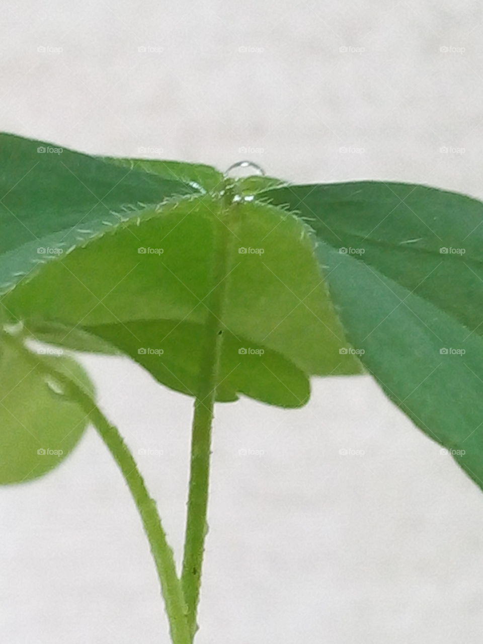 leaf