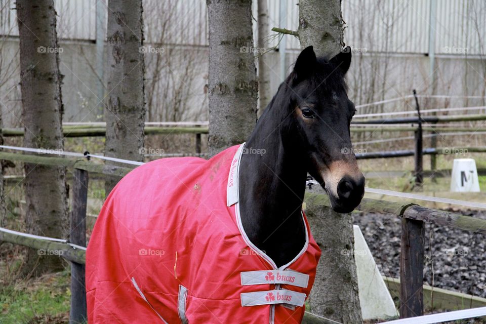 German horse in winter coat.