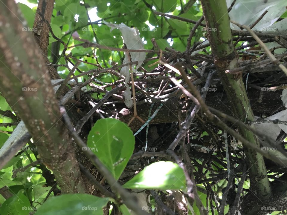 Nest showing plastic pollution