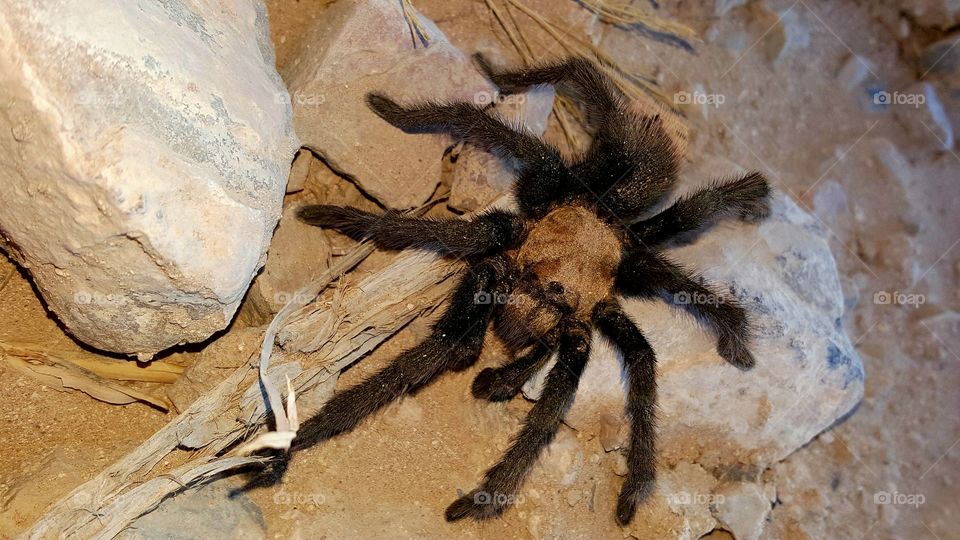 Utah Tarantula