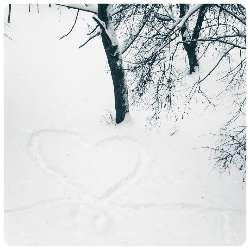 Winter, Snow, Cold, Frost, Tree