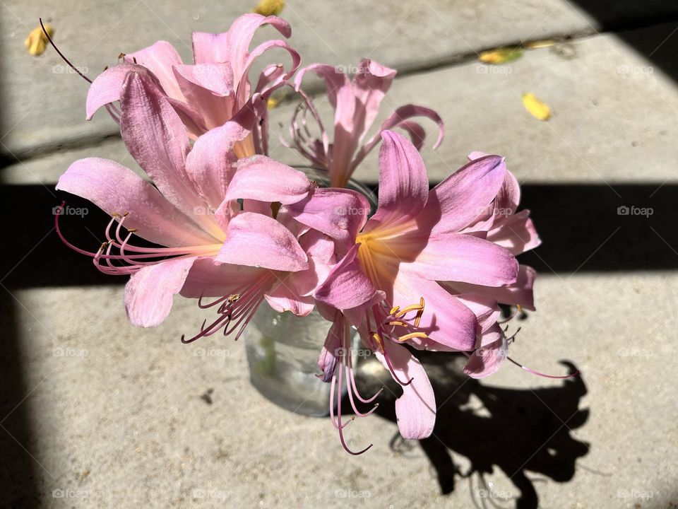 Amaryllis belladonna