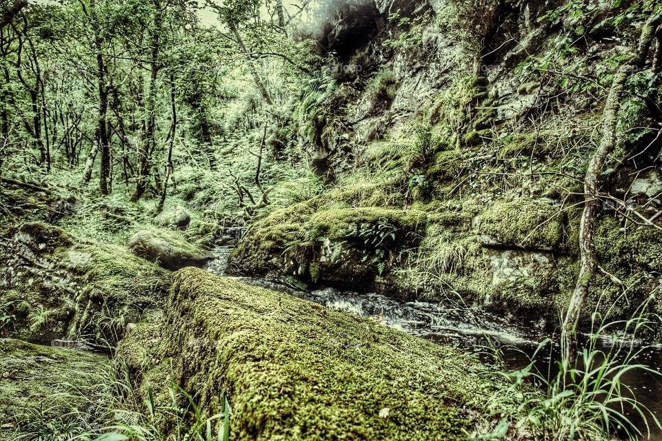 Moss Forest Deep in Wales . Moss Forest Deep in Wales 