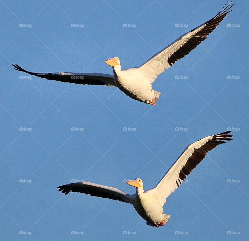 Two Pelicans in Flight