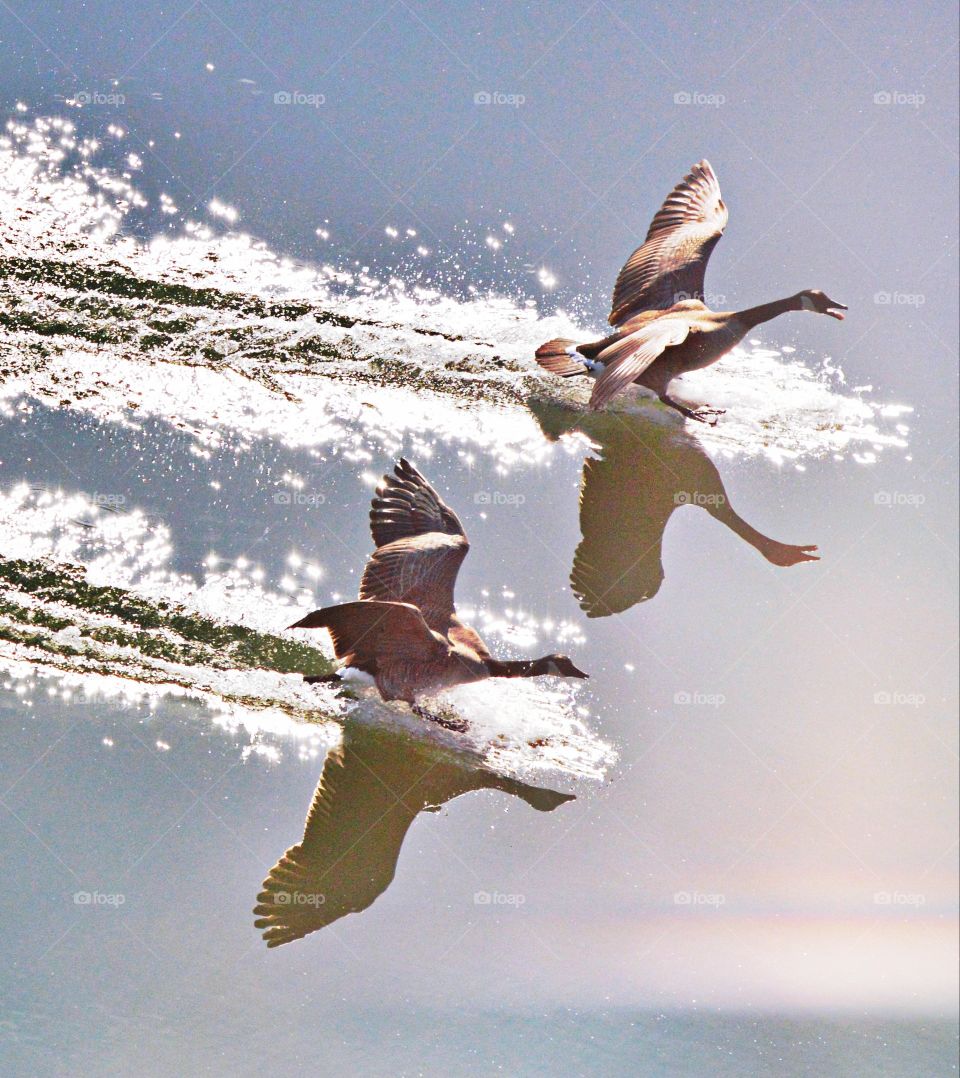 two geese making a water landing