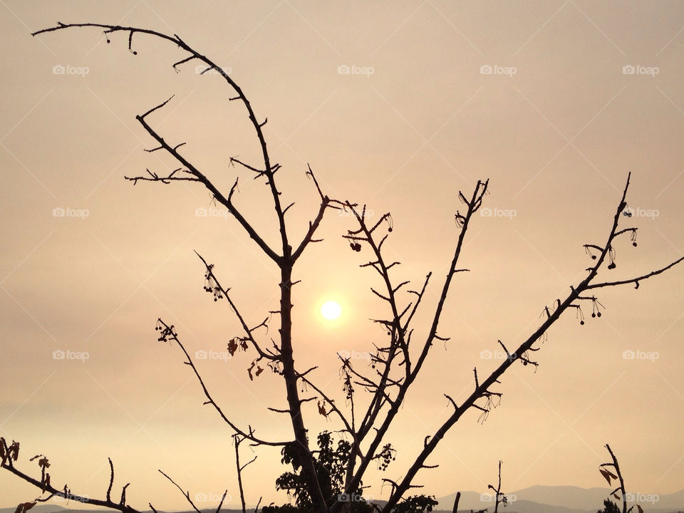 tree sunset sun cherry by gstewart22