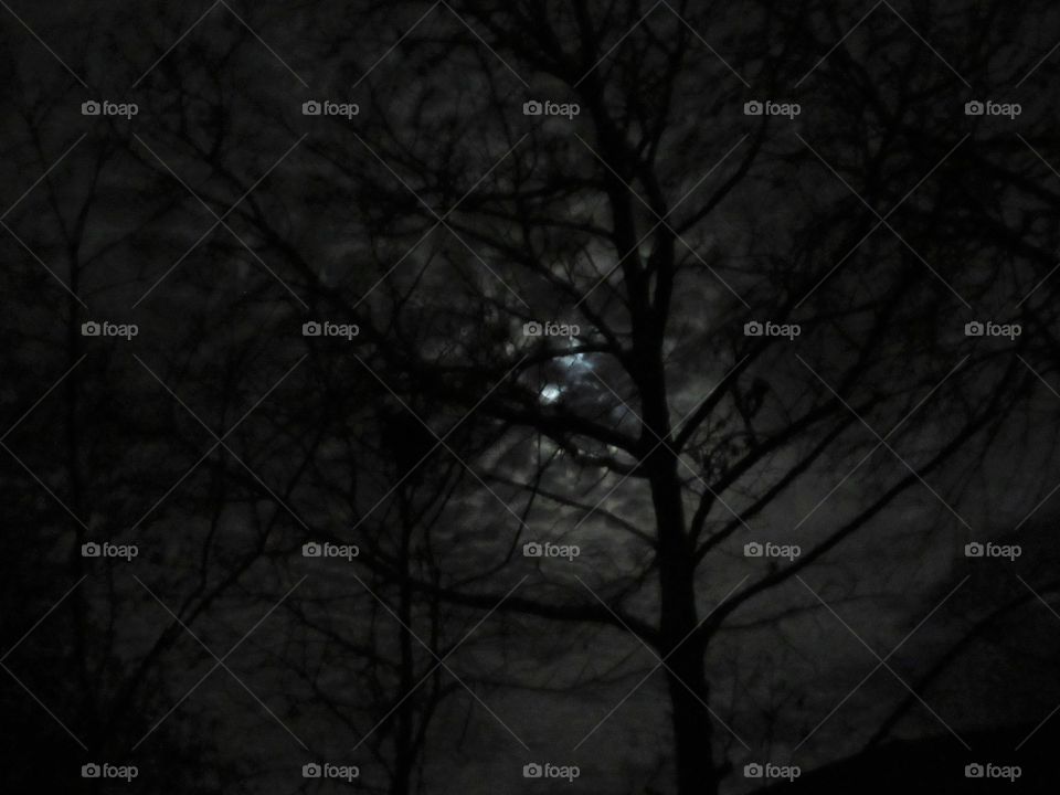 tree with cloudy moon