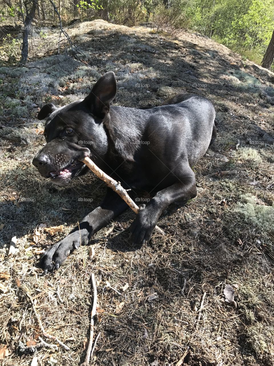 Dog and his stick