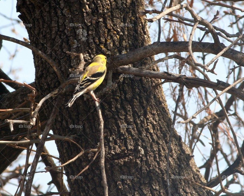 Yellow Bird