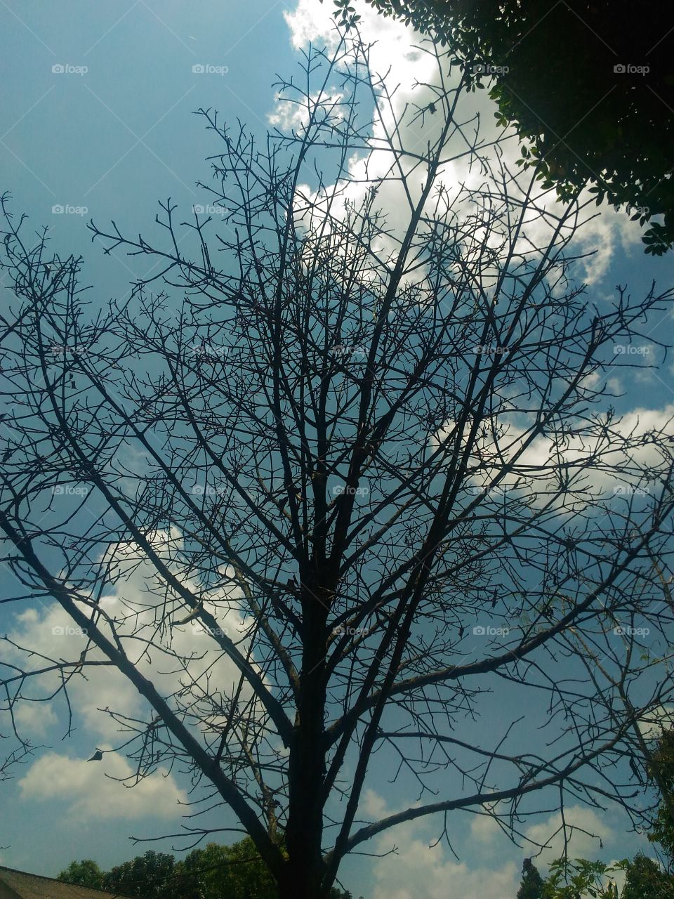 tree no leaves