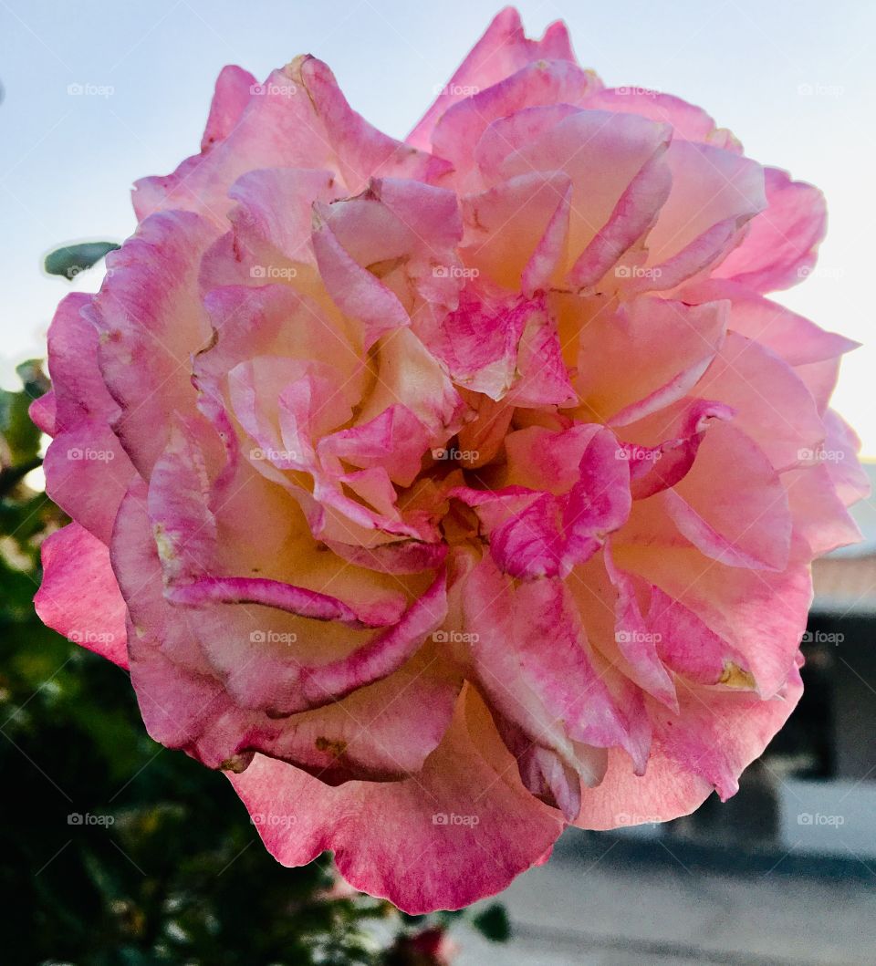 🌺Fim de #cooper!
Suado, cansado e feliz, alongando e curtindo a beleza das #flores. E essa #rosa cor-de-rosa? (Clique de ontem).
🏁
#corrida #treino #flor