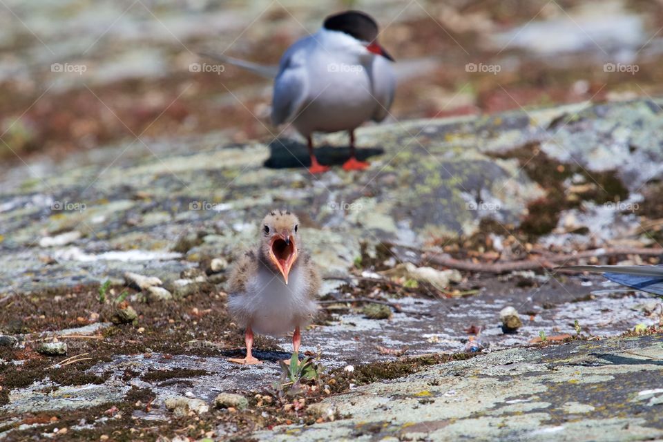 Seagulls family . Seagulls family 