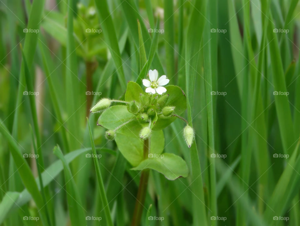 Flower