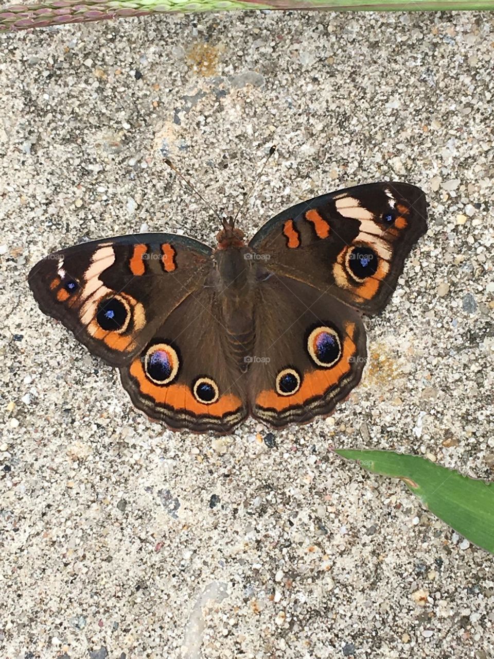 Buckeye moth taking a rest on pavement one summer day