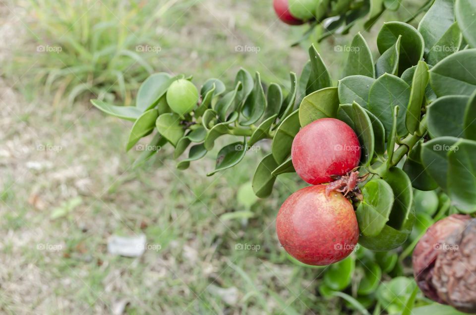 Natal Plum In Tree