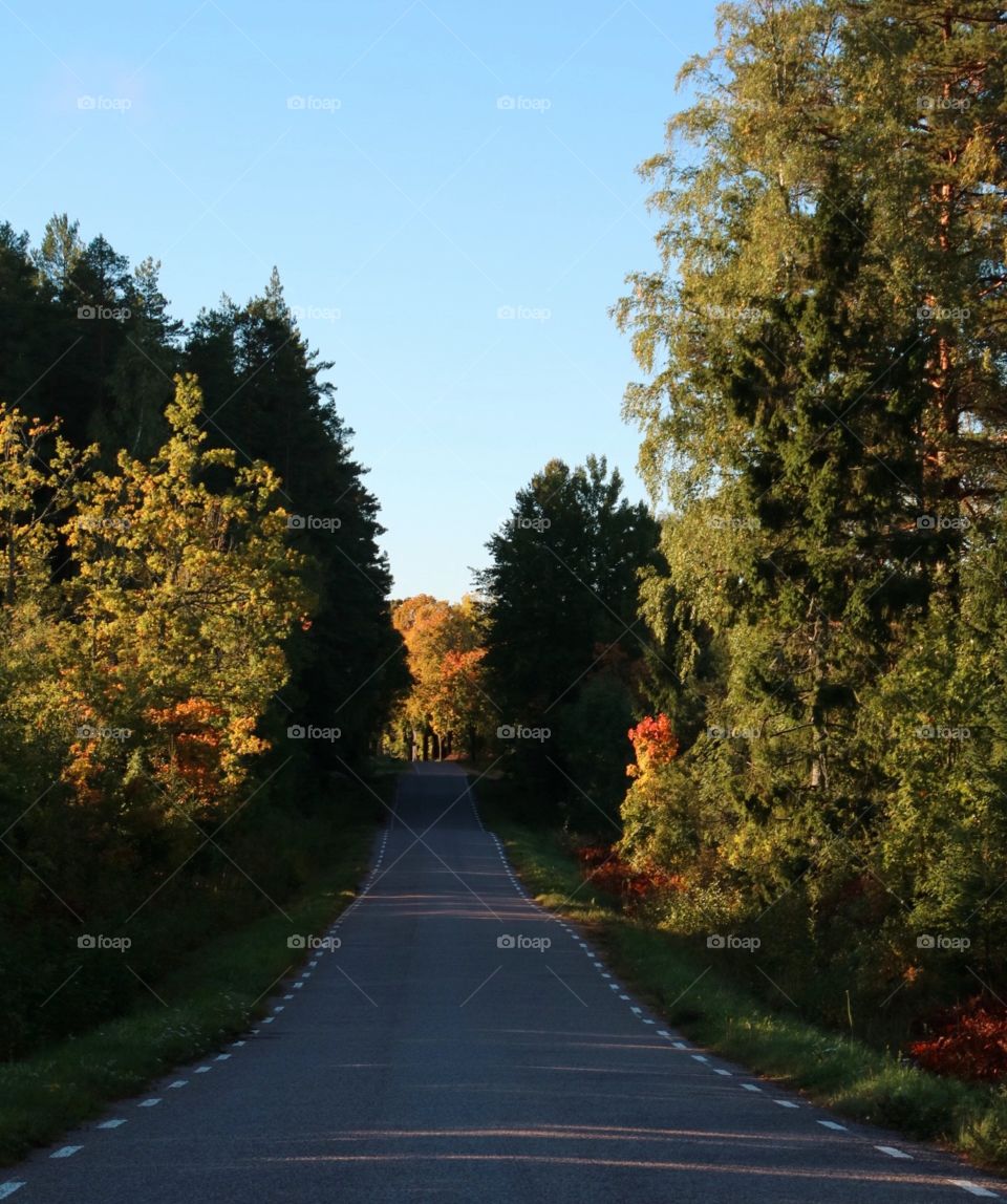 Autumn morning