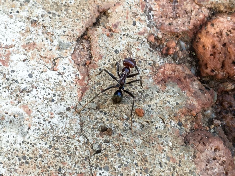 Worker ant large bull ant closeup
