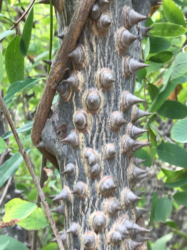 Thorny 