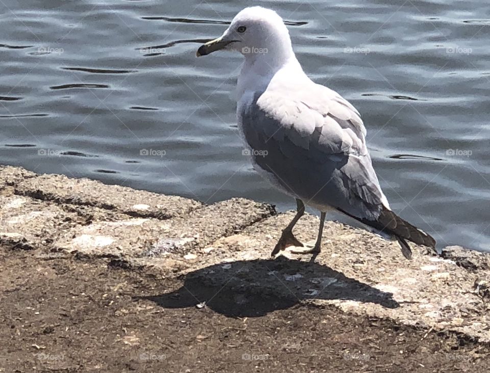 Pretty Siegel taking a break