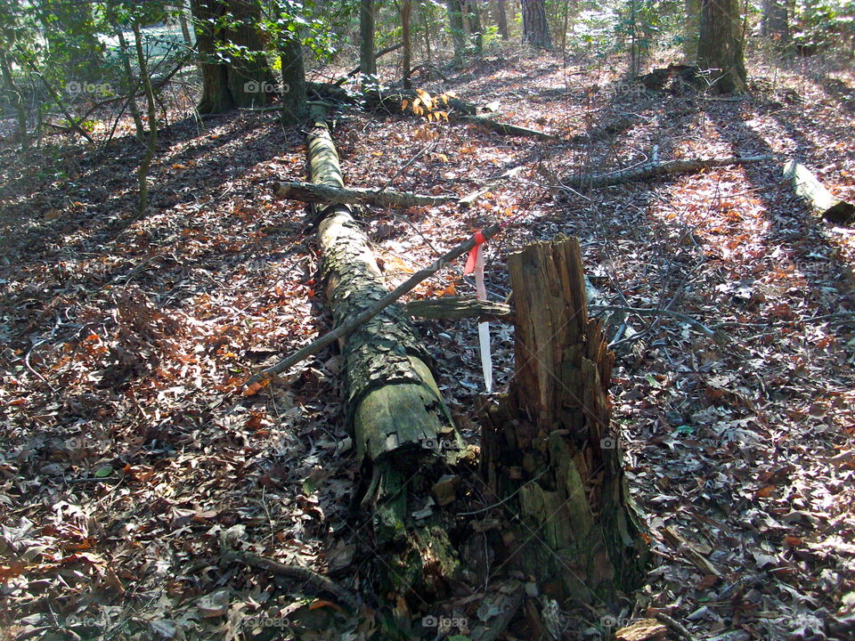 Wood, Tree, Environment, Leaf, No Person