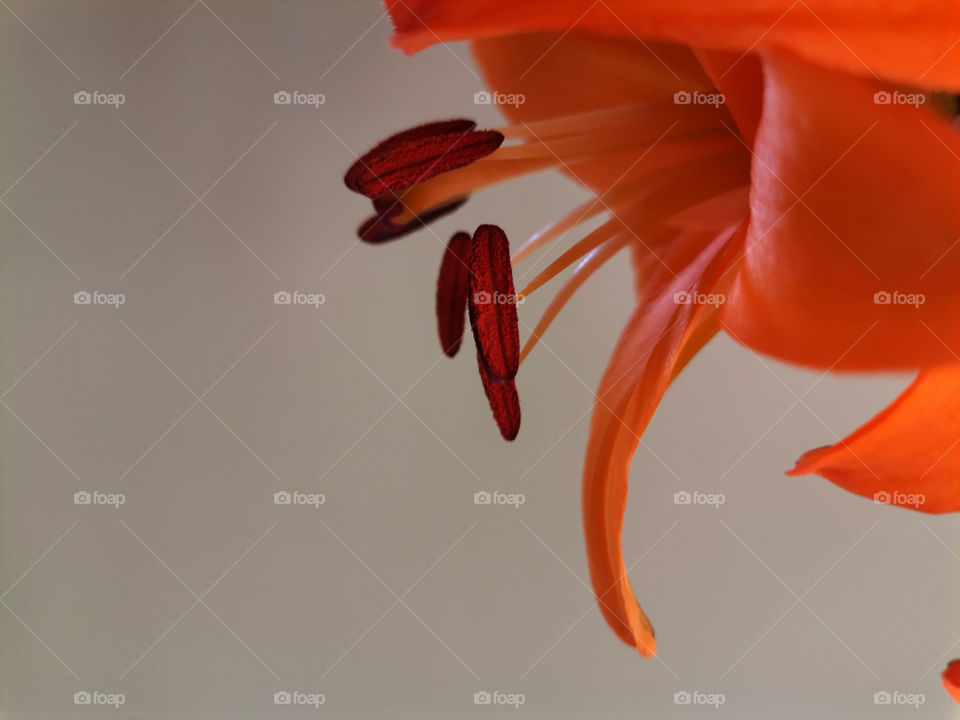 🌺 Floral Abstract Background of Orange Lily Petals and Stamens
🔺 Mission : Editor's Choice : Photo of the Week