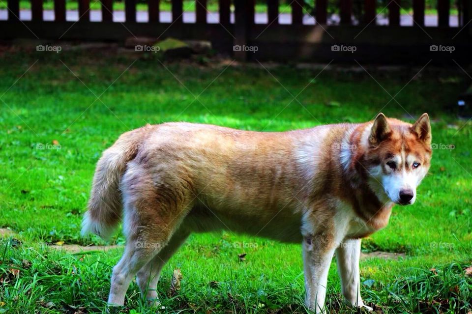 Red Husky