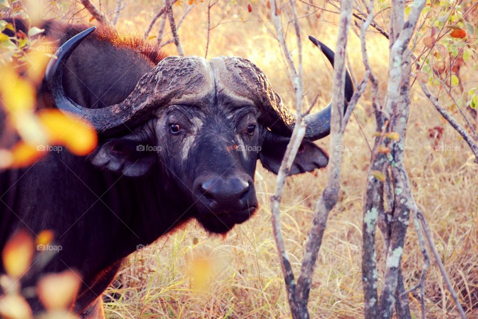 Close-up of African buffalo