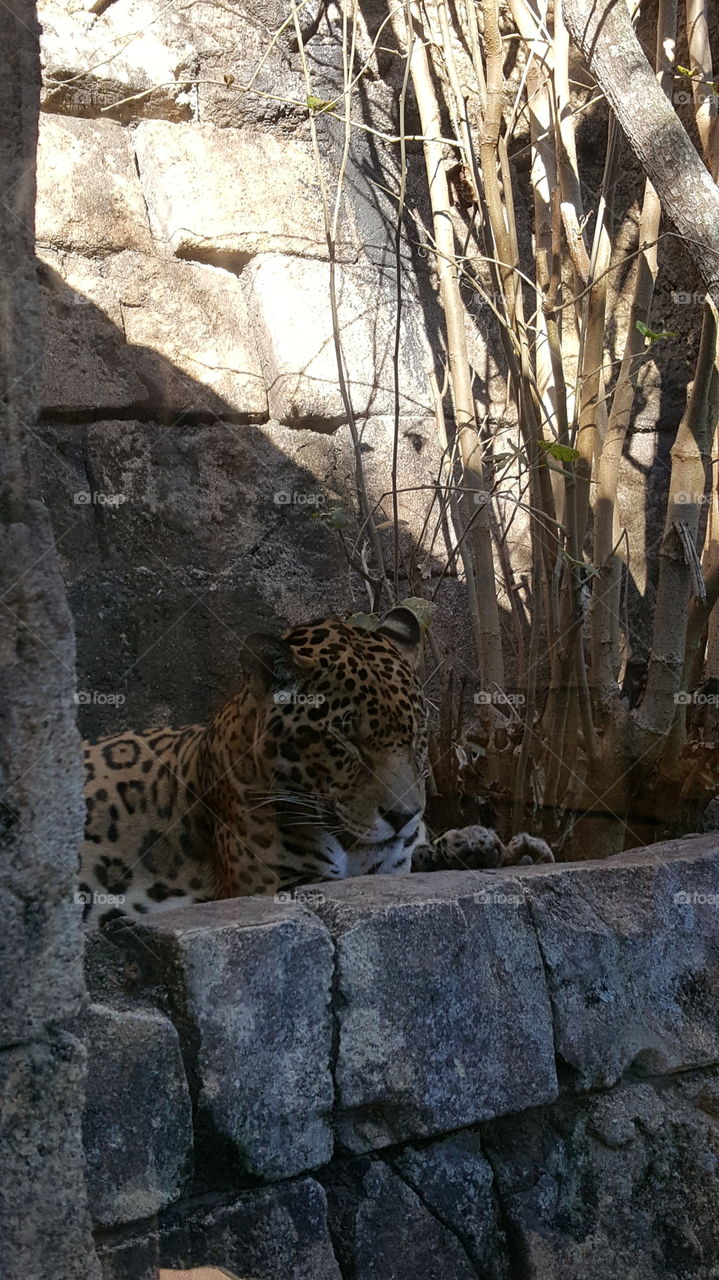 jaguar