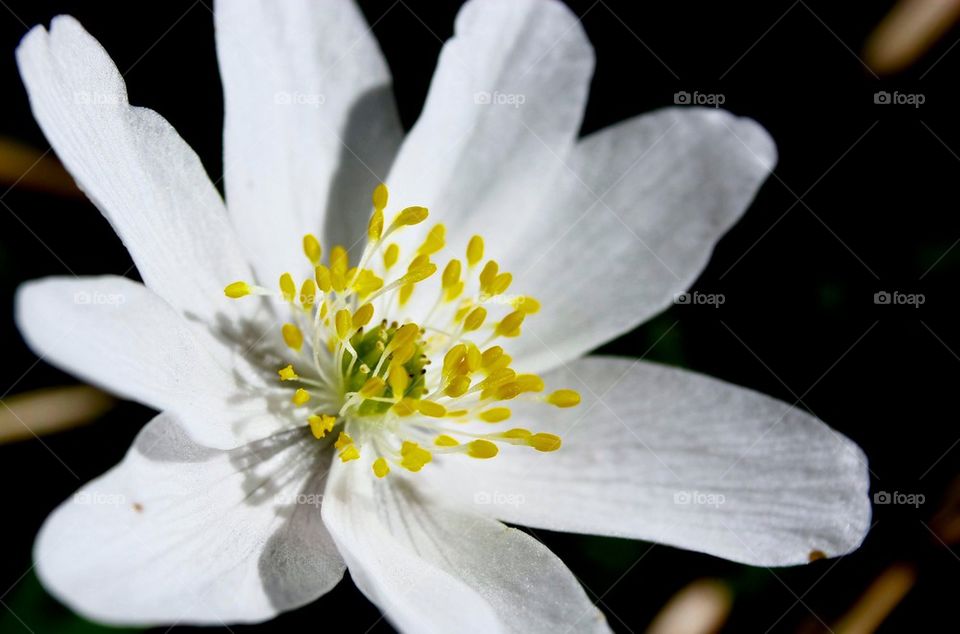 High angle view of wildflower