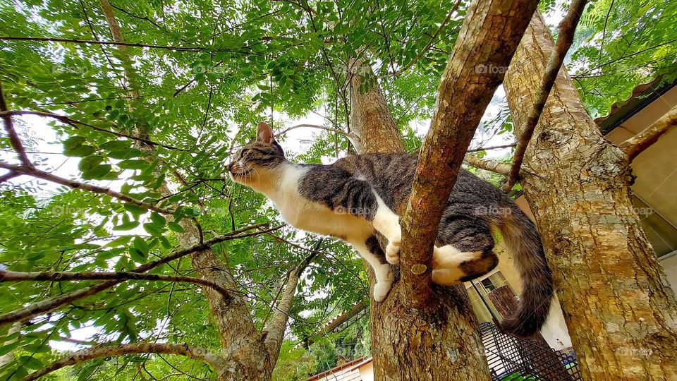 Um gato esperto, a espera de pássaros, quem sabe caça seu almoço.