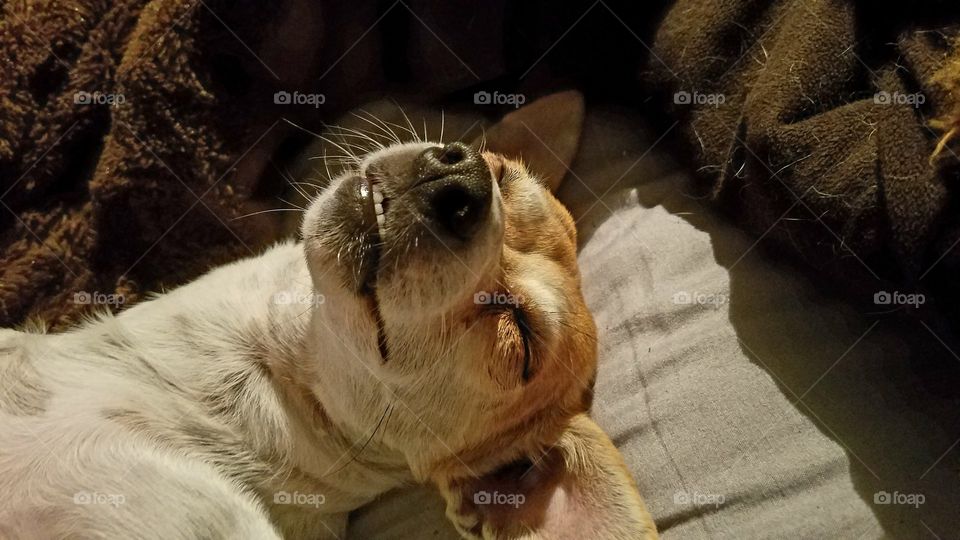 Zee Rat Terrier Lazy Sunday