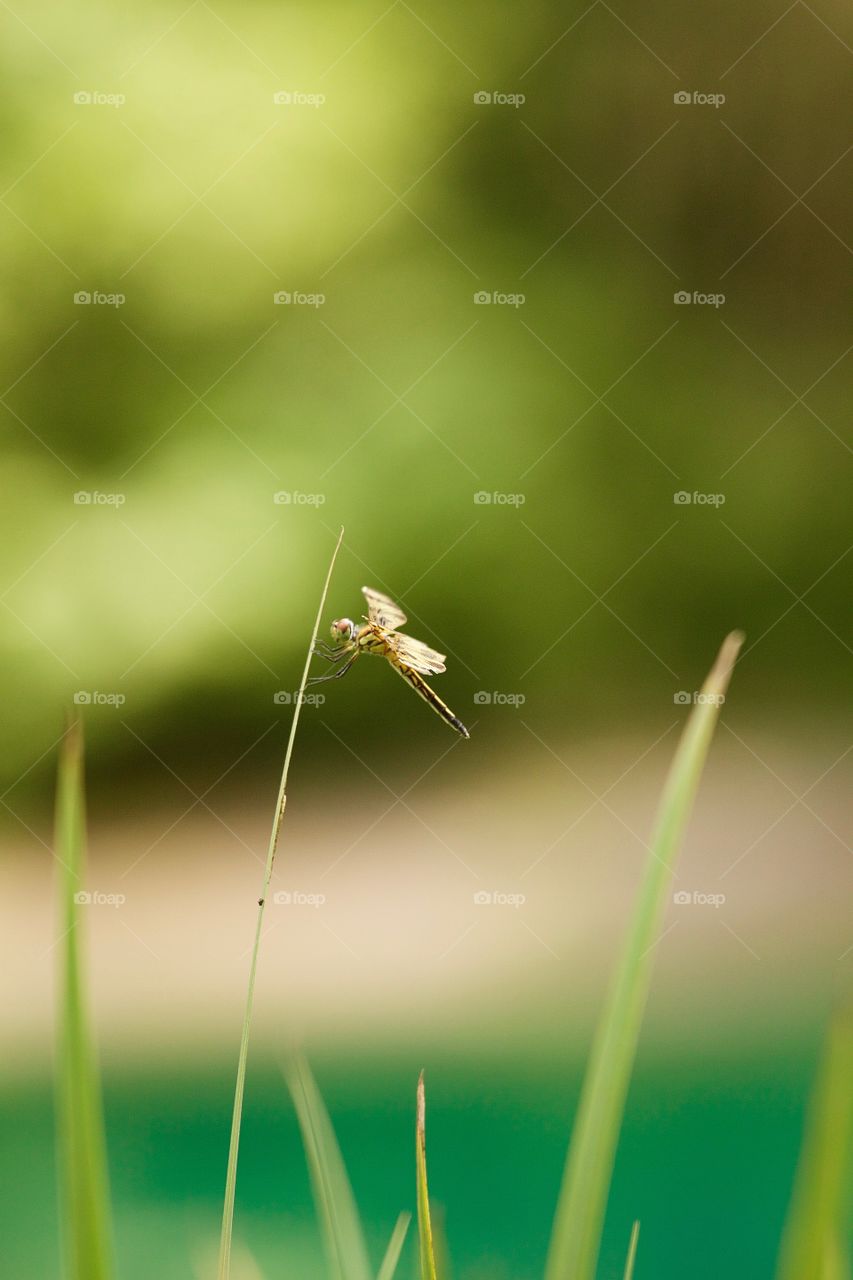 View of a dragonfly on grass