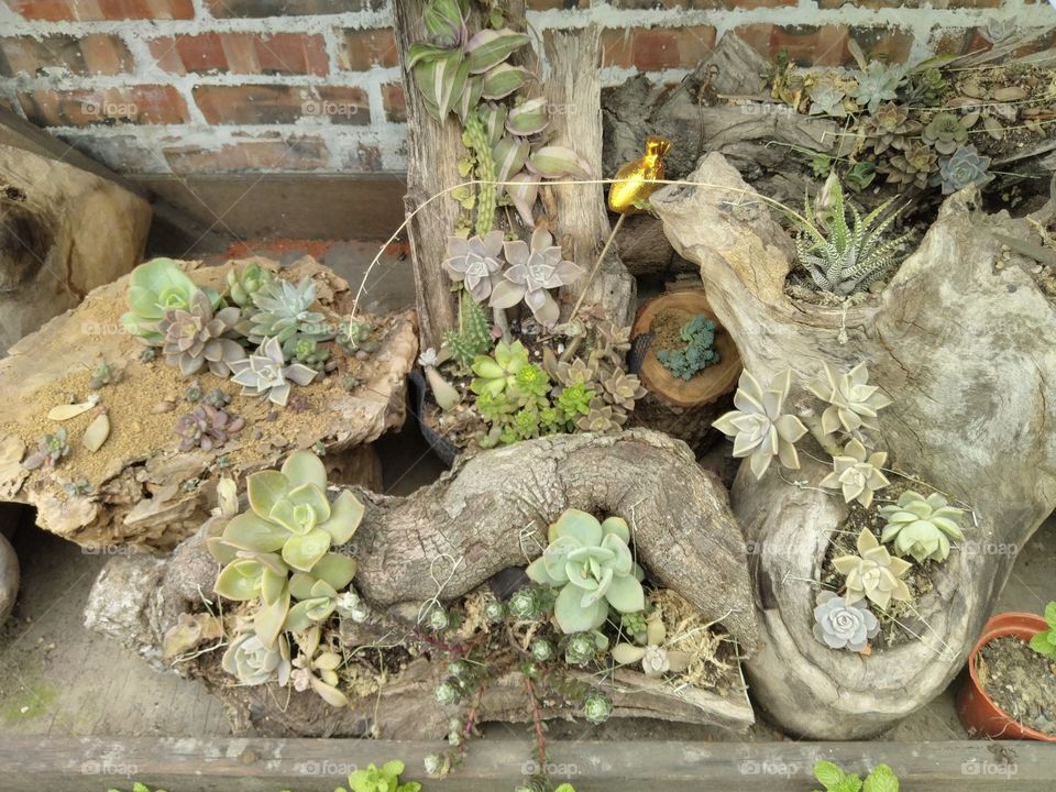 my ctiny plants save space at front yard in a creative way