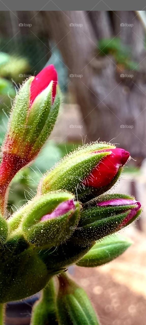 red flower buds